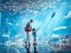 The Lost Chambers Aquarium – atrakcje w Dubaju