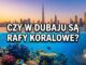Czy w Dubaju są rafy koralowe?